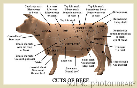 Cuts of beef